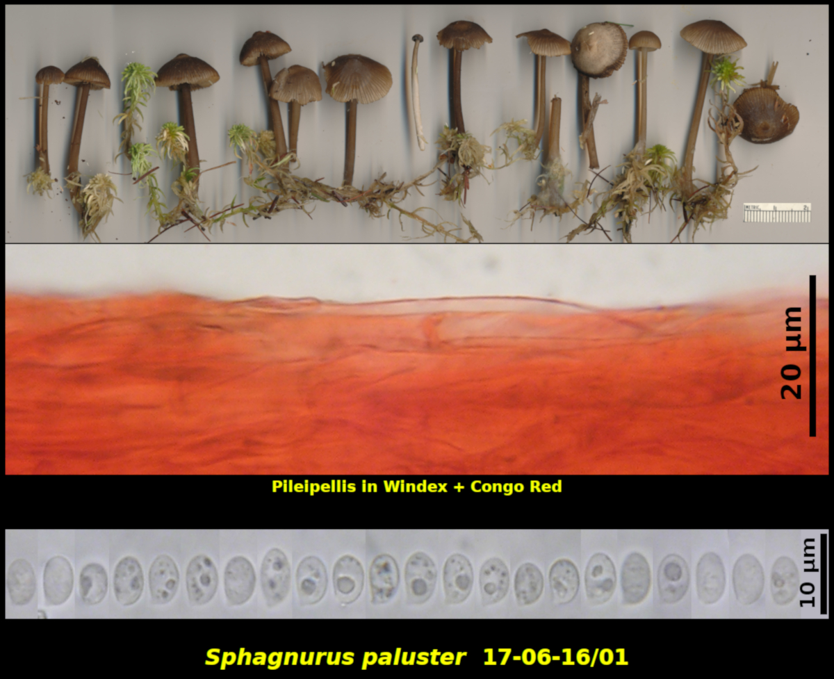Picture of Sphagnurus paluster 17-06-16/01